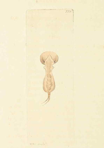 Reproducción/Reproduction 30781842011: The naturalist's miscellany, or Coloured figures of natural objects. London :Printed for Nodder & Co.,1789-1813