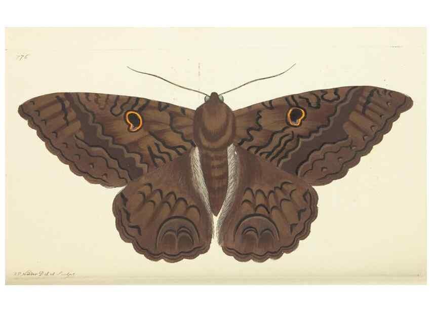 Reproducción/Reproduction 30234692143: The naturalist's miscellany, or Coloured figures of natural objects. London :Printed for Nodder & Co.,1789-1813