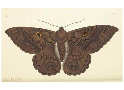 Reproducción/Reproduction 30234692143: The naturalist's miscellany, or Coloured figures of natural objects. London :Printed for Nodder & Co.,1789-1813
