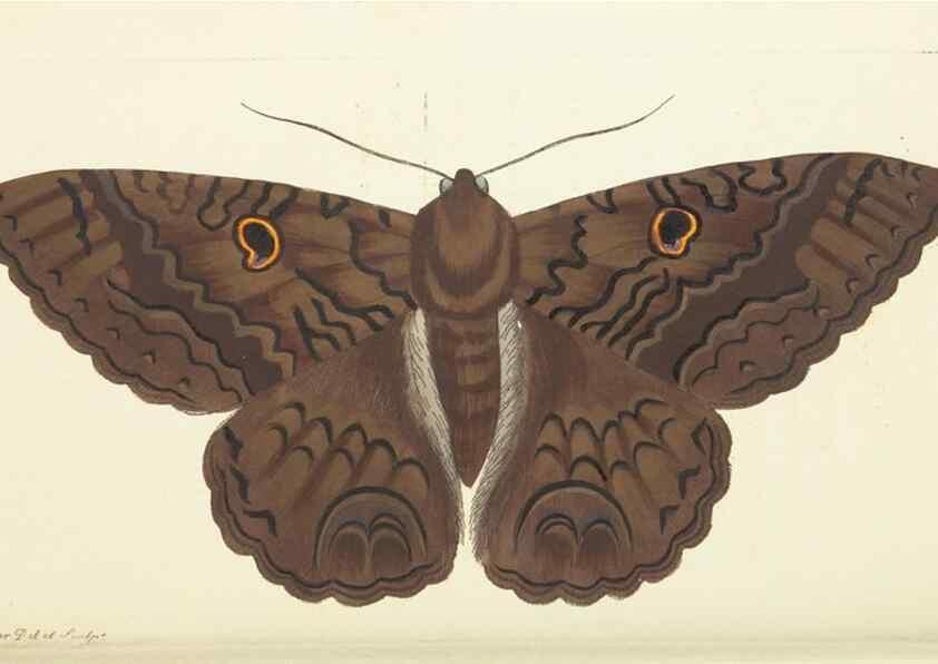 Reproducción/Reproduction 30234692143: The naturalist's miscellany, or Coloured figures of natural objects. London :Printed for Nodder & Co.,1789-1813