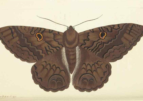 Reproducción/Reproduction 30234692143: The naturalist's miscellany, or Coloured figures of natural objects. London :Printed for Nodder & Co.,1789-1813