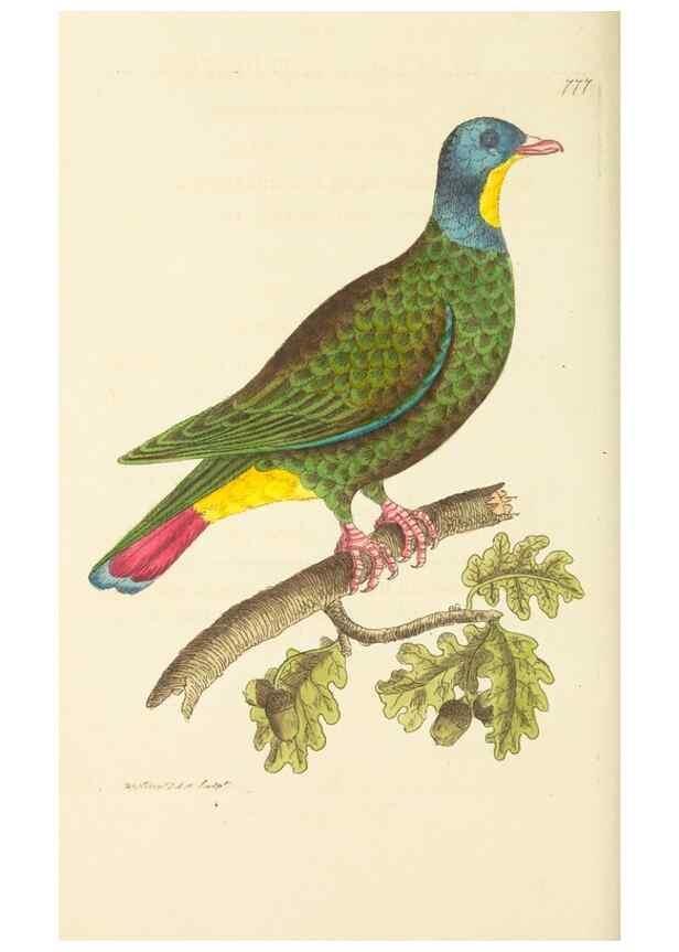 Reproducción/Reproduction 30781846701: The naturalist's miscellany, or Coloured figures of natural objects. London :Printed for Nodder & Co.,1789-1813