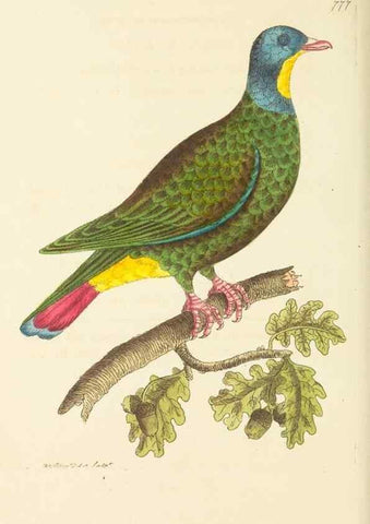 Reproducción/Reproduction 30781846701: The naturalist's miscellany, or Coloured figures of natural objects. London :Printed for Nodder & Co.,1789-1813