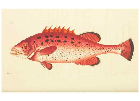 Reproducción/Reproduction 30781849011: The naturalist's miscellany, or Coloured figures of natural objects. London :Printed for Nodder & Co.,1789-1813