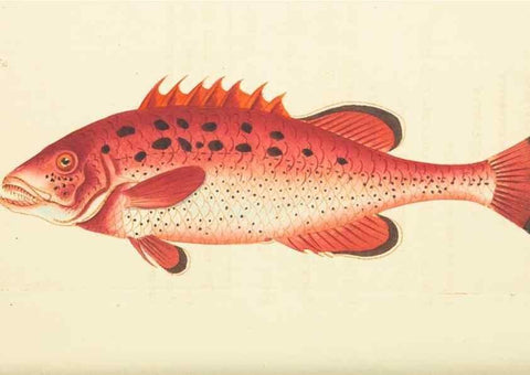 Reproducción/Reproduction 30781849011: The naturalist's miscellany, or Coloured figures of natural objects. London :Printed for Nodder & Co.,1789-1813