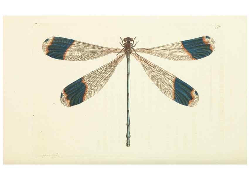 Reproducción/Reproduction 30870250385: The naturalist's miscellany, or Coloured figures of natural objects. London :Printed for Nodder & Co.,1789-1813