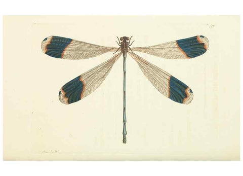 Reproducción/Reproduction 30870250385: The naturalist's miscellany, or Coloured figures of natural objects. London :Printed for Nodder & Co.,1789-1813