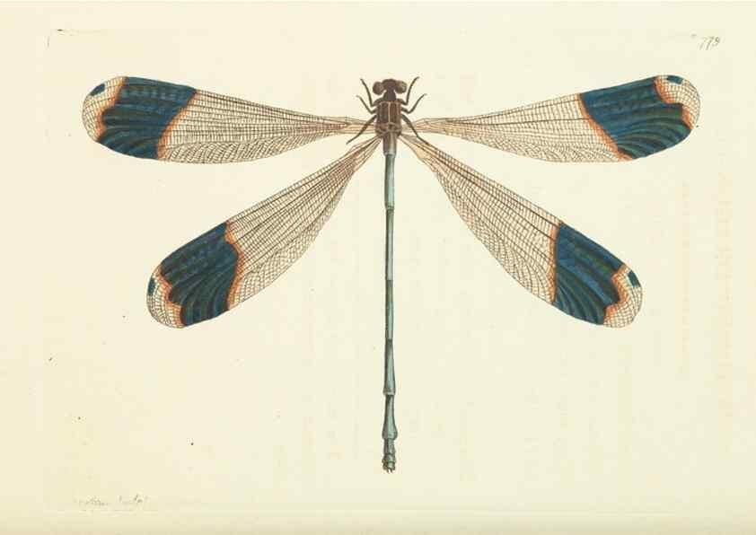 Reproducción/Reproduction 30870250385: The naturalist's miscellany, or Coloured figures of natural objects. London :Printed for Nodder & Co.,1789-1813