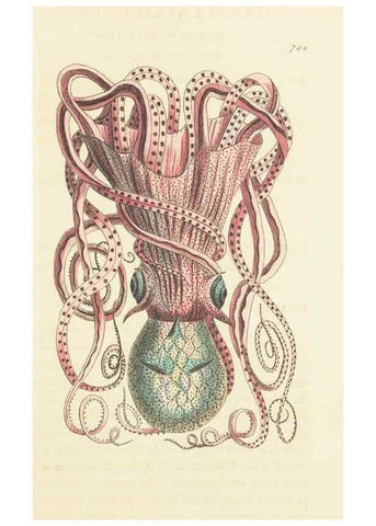 Reproducción/Reproduction 30870251745: The naturalist's miscellany, or Coloured figures of natural objects. London :Printed for Nodder & Co.,1789-1813