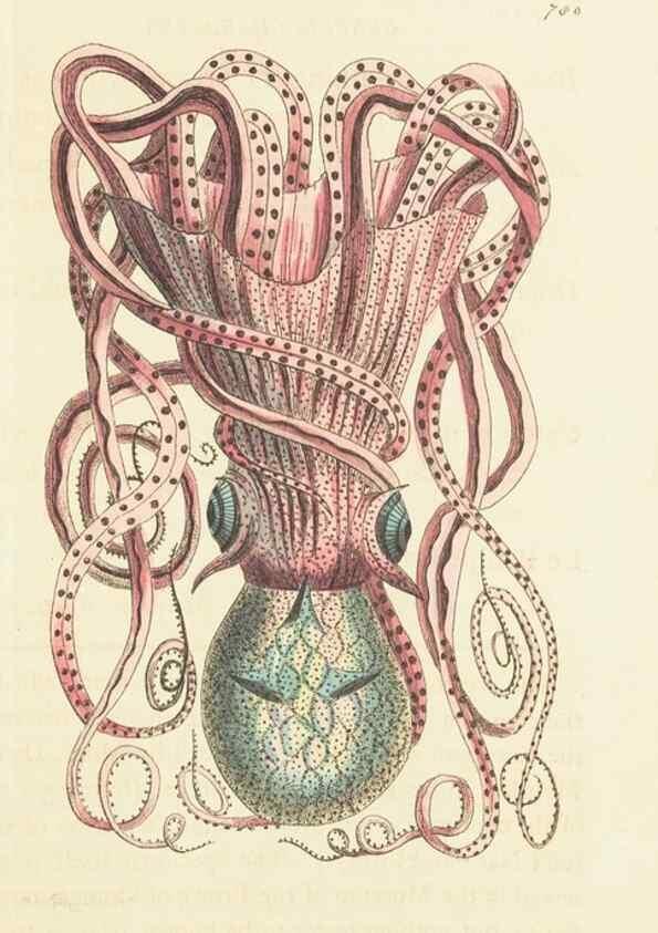 Reproducción/Reproduction 30870251745: The naturalist's miscellany, or Coloured figures of natural objects. London :Printed for Nodder & Co.,1789-1813