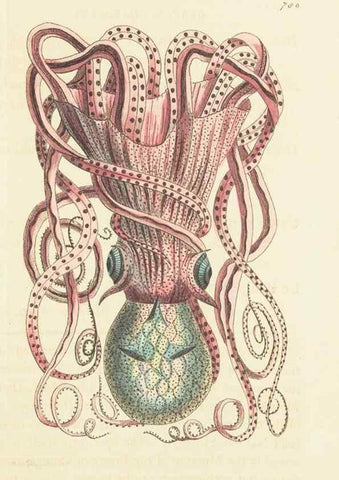 Reproducción/Reproduction 30870251745: The naturalist's miscellany, or Coloured figures of natural objects. London :Printed for Nodder & Co.,1789-1813