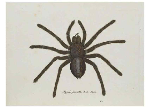 Reproducción/Reproduction 30857073172: Monographia Aranearum = Monographie der Spinnen /. Nurnberg :Lechner,[182.
