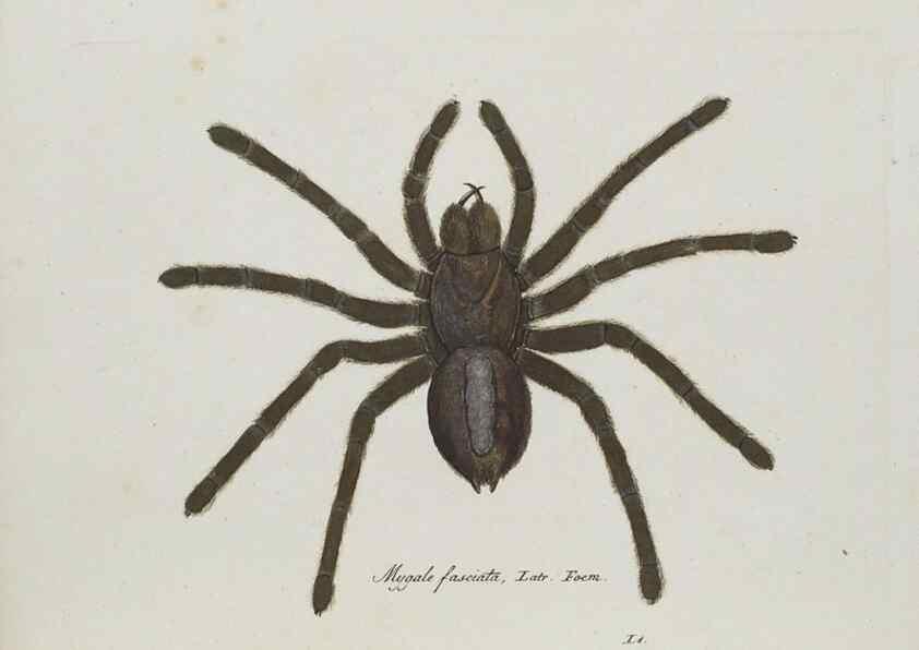 Reproducción/Reproduction 30857073172: Monographia Aranearum = Monographie der Spinnen /. Nurnberg :Lechner,[182.