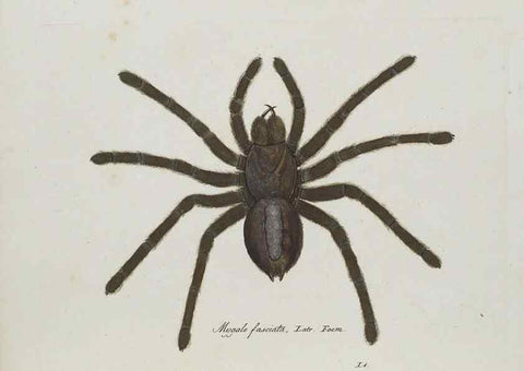 Reproducción/Reproduction 30857073172: Monographia Aranearum = Monographie der Spinnen /. Nurnberg :Lechner,[182.
