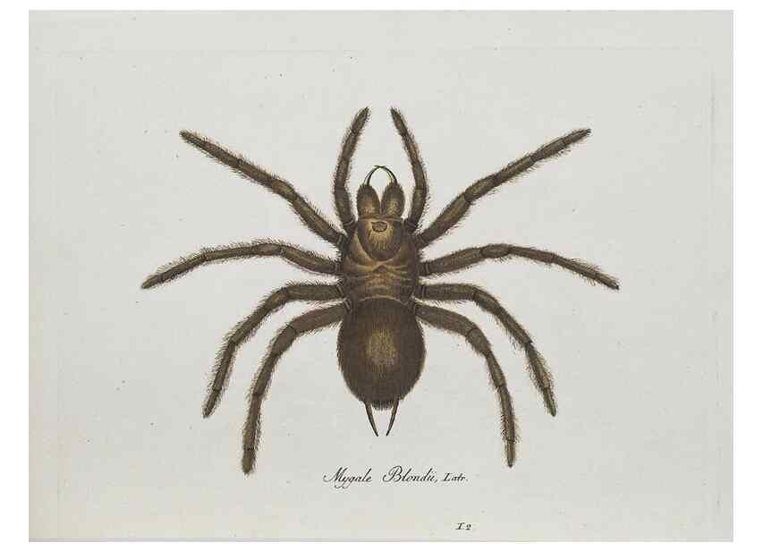 Reproducción/Reproduction 30885338581: Monographia Aranearum = Monographie der Spinnen /. Nurnberg :Lechner,[182.