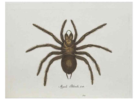 Reproducción/Reproduction 30885338581: Monographia Aranearum = Monographie der Spinnen /. Nurnberg :Lechner,[182.