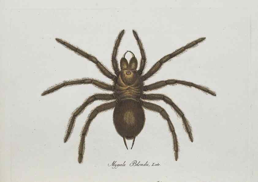 Reproducción/Reproduction 30885338581: Monographia Aranearum = Monographie der Spinnen /. Nurnberg :Lechner,[182.