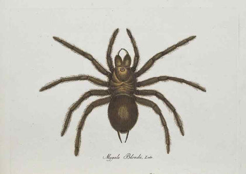 Reproducción/Reproduction 30885338581: Monographia Aranearum = Monographie der Spinnen /. Nurnberg :Lechner,[182.
