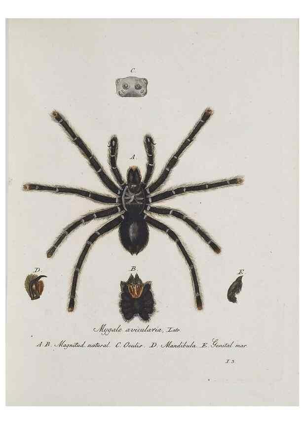Reproducción/Reproduction 30857077182: Monographia Aranearum = Monographie der Spinnen /. Nurnberg :Lechner,[182.