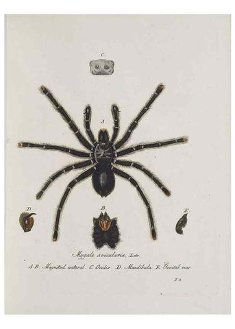 Reproducción/Reproduction 30857077182: Monographia Aranearum = Monographie der Spinnen /. Nurnberg :Lechner,[182.