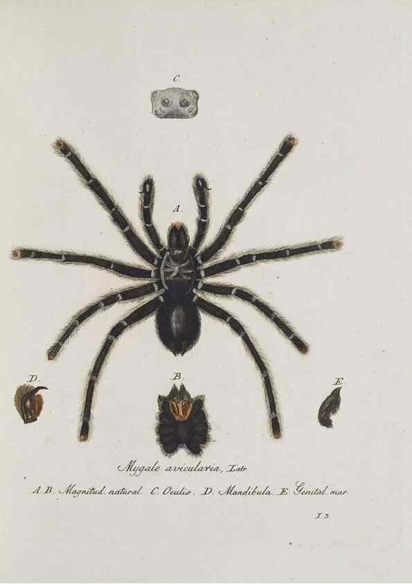 Reproducción/Reproduction 30857077182: Monographia Aranearum = Monographie der Spinnen /. Nurnberg :Lechner,[182.