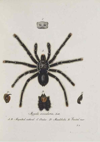 Reproducción/Reproduction 30857077182: Monographia Aranearum = Monographie der Spinnen /. Nurnberg :Lechner,[182.