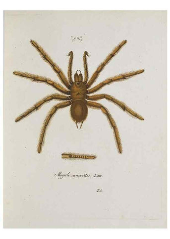 Reproducción/Reproduction 30857079142: Monographia Aranearum = Monographie der Spinnen /. Nurnberg :Lechner,[182.
