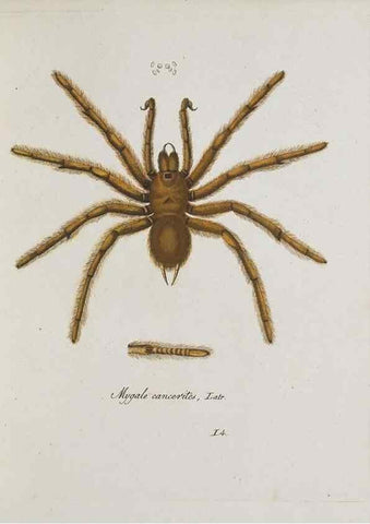 Reproducción/Reproduction 30857079142: Monographia Aranearum = Monographie der Spinnen /. Nurnberg :Lechner,[182.
