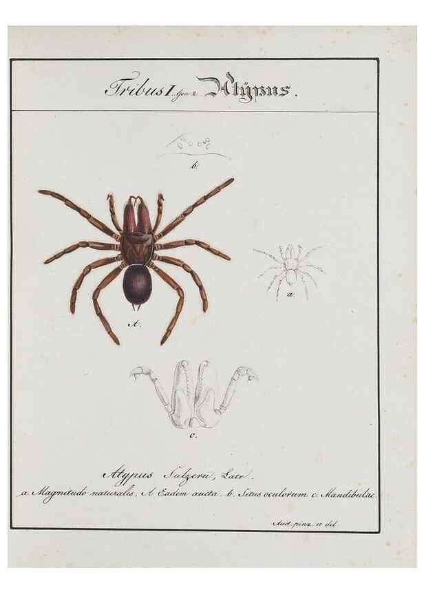 Reproducción/Reproduction 30885346591: Monographia Aranearum = Monographie der Spinnen /. Nurnberg :Lechner,[182.