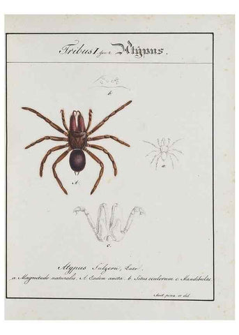 Reproducción/Reproduction 30885346591: Monographia Aranearum = Monographie der Spinnen /. Nurnberg :Lechner,[182.