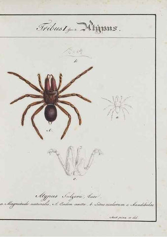 Reproducción/Reproduction 30885346591: Monographia Aranearum = Monographie der Spinnen /. Nurnberg :Lechner,[182.