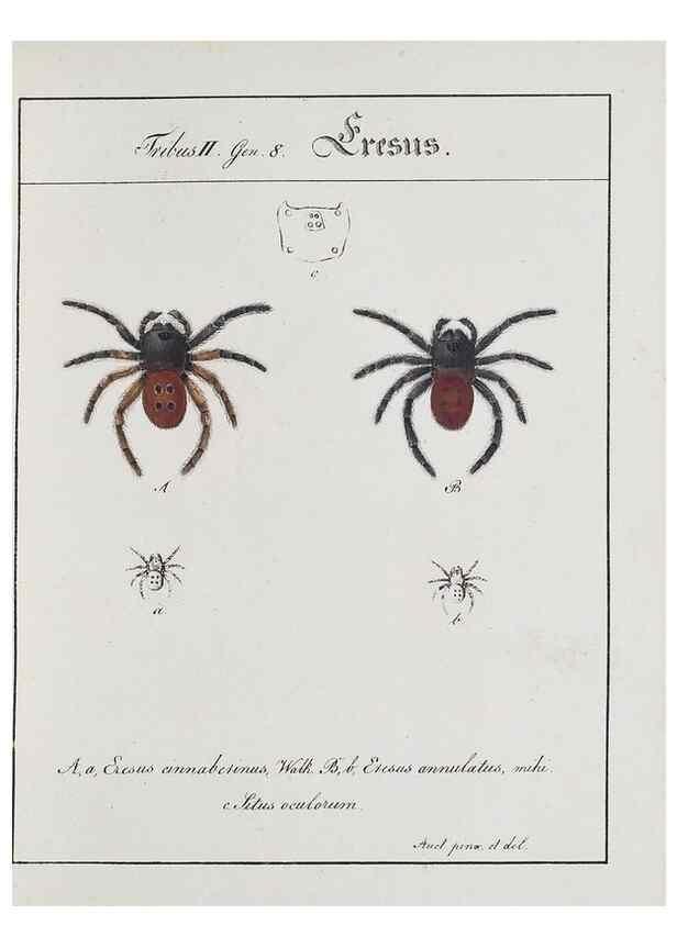 Reproducción/Reproduction 30672109650: Monographia Aranearum = Monographie der Spinnen /. Nurnberg :Lechner,[182.