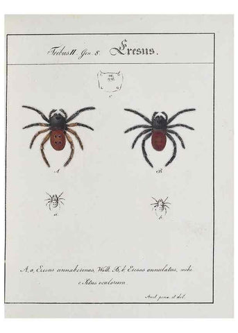Reproducción/Reproduction 30672109650: Monographia Aranearum = Monographie der Spinnen /. Nurnberg :Lechner,[182.