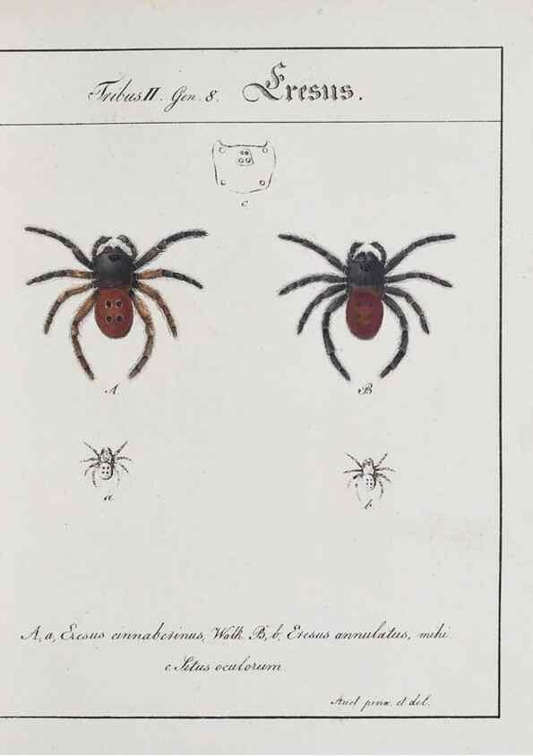 Reproducción/Reproduction 30672109650: Monographia Aranearum = Monographie der Spinnen /. Nurnberg :Lechner,[182.