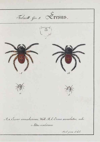Reproducción/Reproduction 30672109650: Monographia Aranearum = Monographie der Spinnen /. Nurnberg :Lechner,[182.