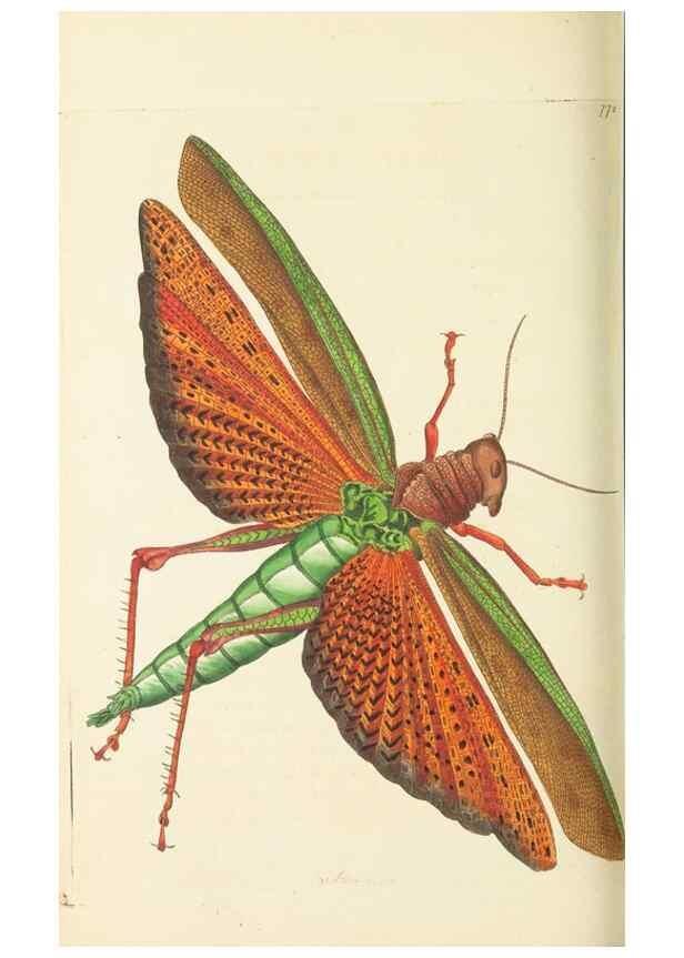 Reproducción/Reproduction 30238096574: The naturalist's miscellany, or Coloured figures of natural objects. London :Printed for Nodder & Co.,1789-1813