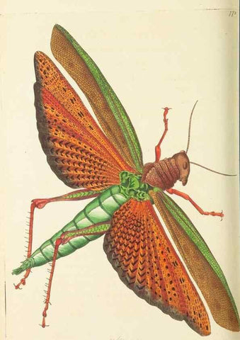 Reproducción/Reproduction 30238096574: The naturalist's miscellany, or Coloured figures of natural objects. London :Printed for Nodder & Co.,1789-1813
