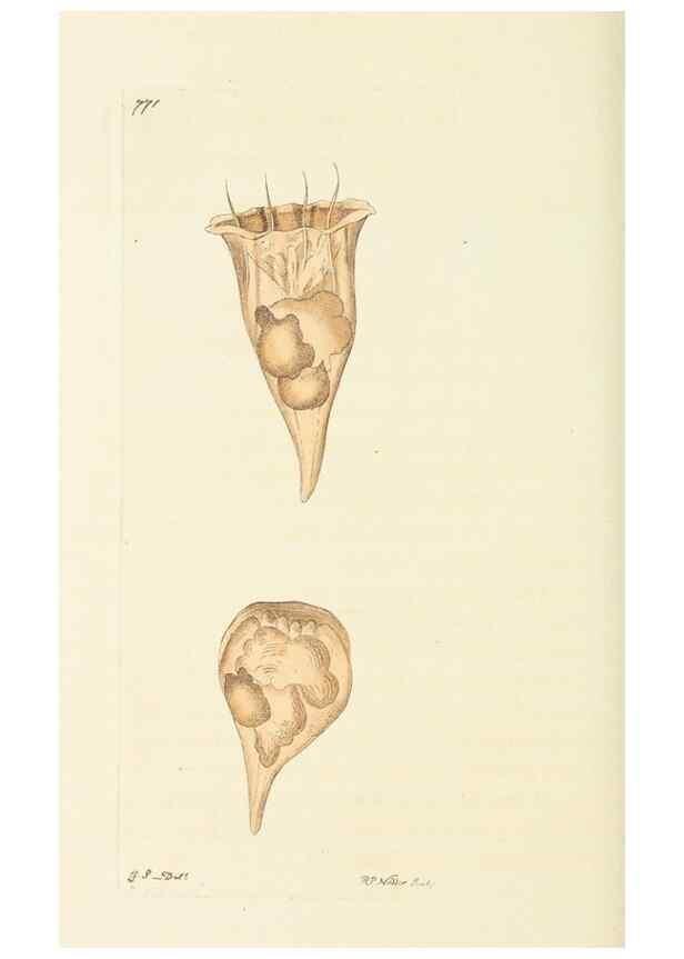 Reproducción/Reproduction 30870234955: The naturalist's miscellany, or Coloured figures of natural objects. London :Printed for Nodder & Co.,1789-1813