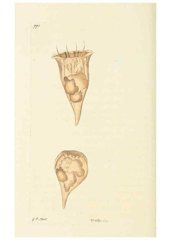 Reproducción/Reproduction 30870234955: The naturalist's miscellany, or Coloured figures of natural objects. London :Printed for Nodder & Co.,1789-1813