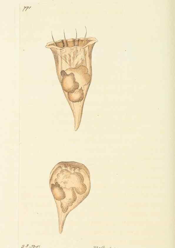 Reproducción/Reproduction 30870234955: The naturalist's miscellany, or Coloured figures of natural objects. London :Printed for Nodder & Co.,1789-1813