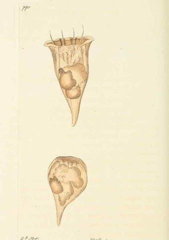 Reproducción/Reproduction 30870234955: The naturalist's miscellany, or Coloured figures of natural objects. London :Printed for Nodder & Co.,1789-1813