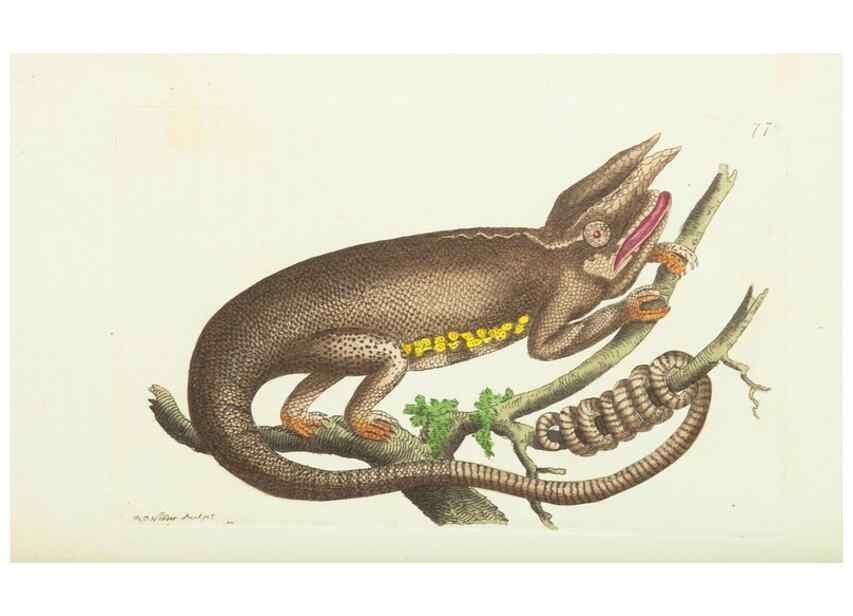 Reproducción/Reproduction 30781830561: The naturalist's miscellany, or Coloured figures of natural objects. London :Printed for Nodder & Co.,1789-1813