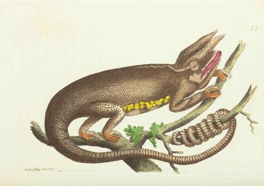 Reproducción/Reproduction 30781830561: The naturalist's miscellany, or Coloured figures of natural objects. London :Printed for Nodder & Co.,1789-1813