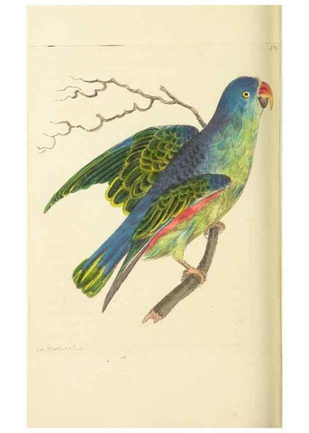 Reproducción/Reproduction 30781828901: The naturalist's miscellany, or Coloured figures of natural objects. London :Printed for Nodder & Co.,1789-1813