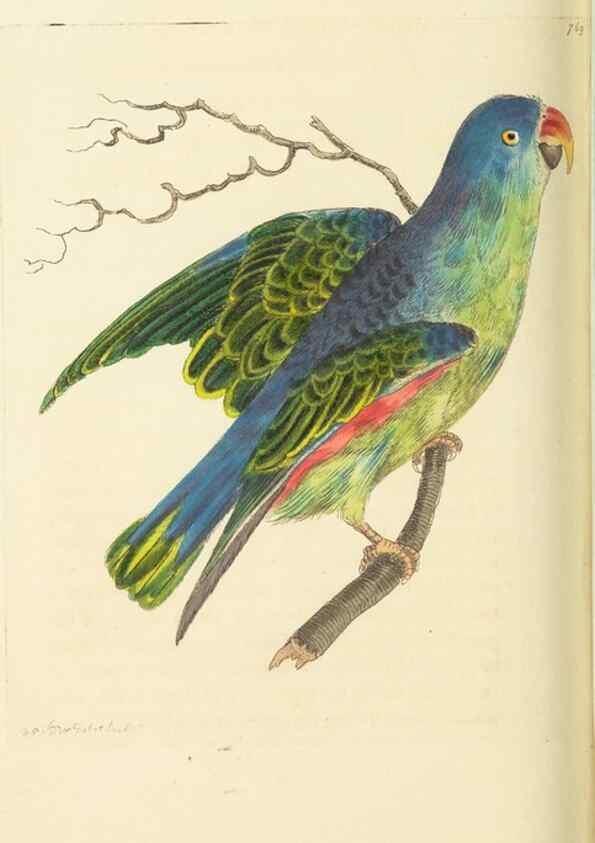 Reproducción/Reproduction 30781828901: The naturalist's miscellany, or Coloured figures of natural objects. London :Printed for Nodder & Co.,1789-1813