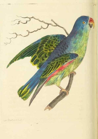 Reproducción/Reproduction 30781828901: The naturalist's miscellany, or Coloured figures of natural objects. London :Printed for Nodder & Co.,1789-1813
