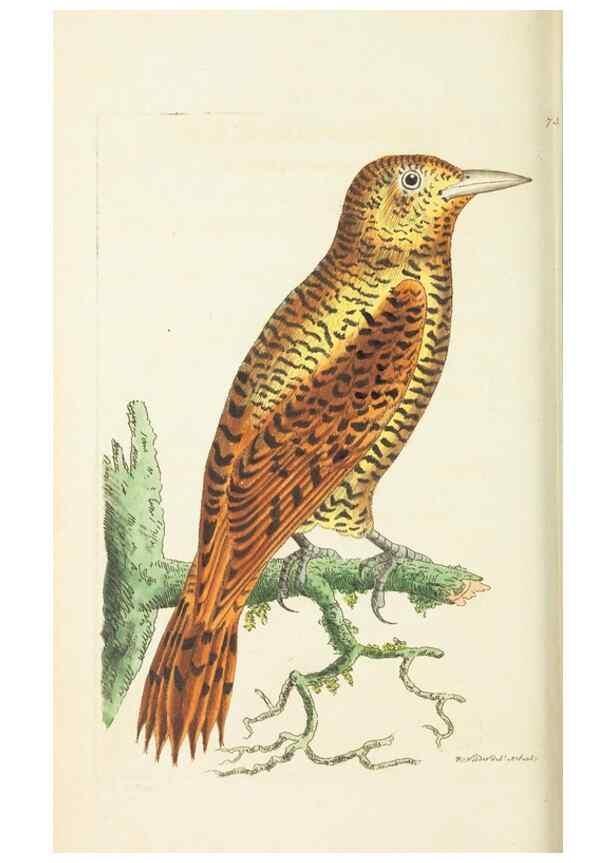 Reproducción/Reproduction 30753616202: The naturalist's miscellany, or Coloured figures of natural objects. London :Printed for Nodder & Co.,1789-1813