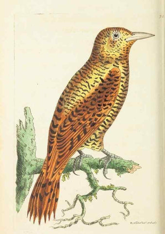 Reproducción/Reproduction 30753616202: The naturalist's miscellany, or Coloured figures of natural objects. London :Printed for Nodder & Co.,1789-1813