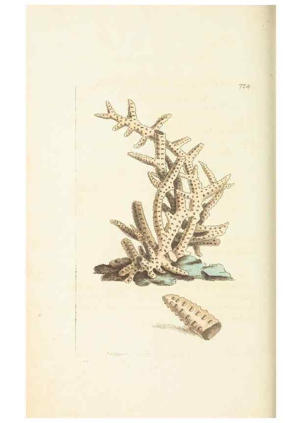 Reproducción/Reproduction 30753617452: The naturalist's miscellany, or Coloured figures of natural objects. London :Printed for Nodder & Co.,1789-1813