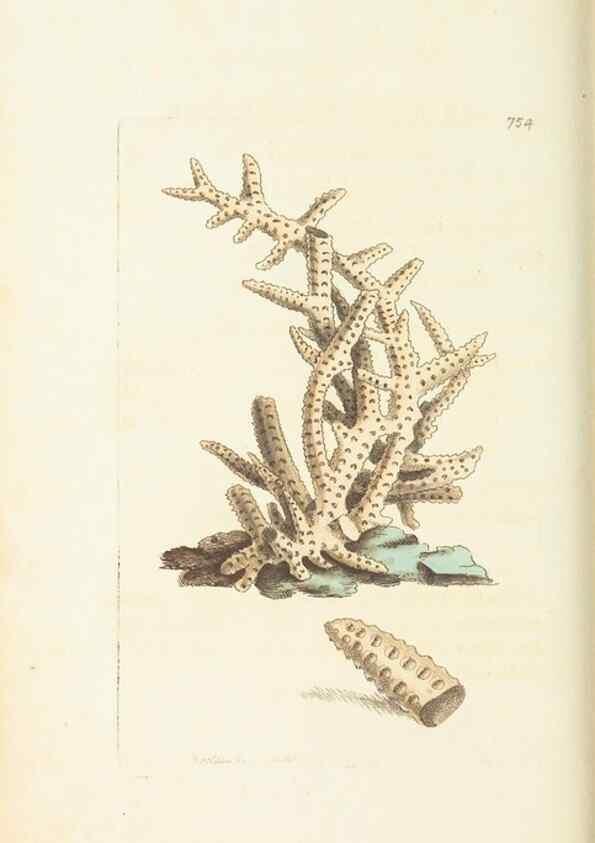 Reproducción/Reproduction 30753617452: The naturalist's miscellany, or Coloured figures of natural objects. London :Printed for Nodder & Co.,1789-1813